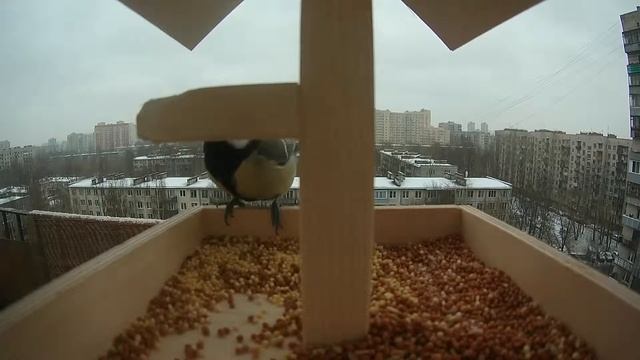 Настоящие Синицы #9 смотреть онлайн