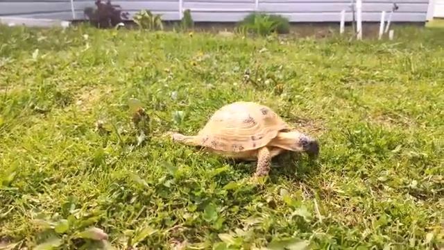 Пышка на даче. 28.05.2020г. смотреть онлайн