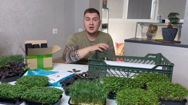 Продажа микрозелени. Что необходимо. #микрозелень