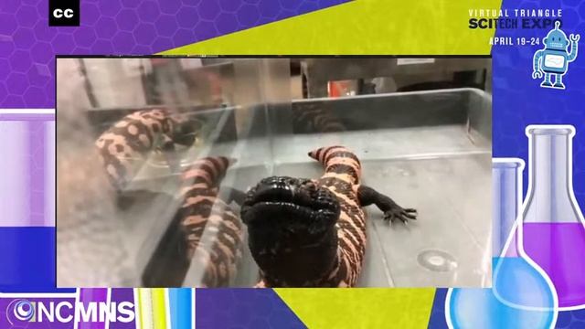 Gila Monsters and Medicine: Lizard Spit in Your Drugs! смотреть онлайн