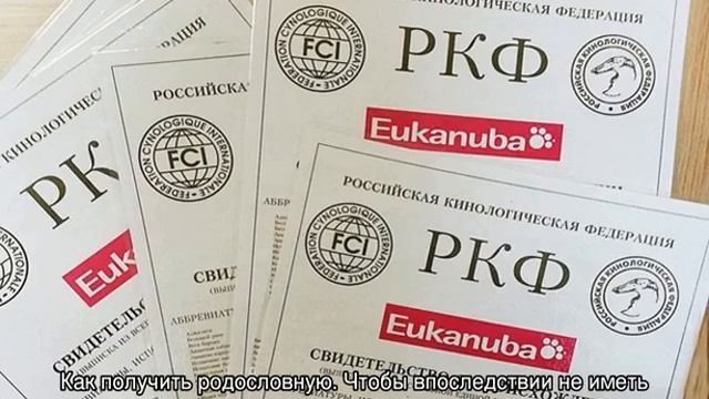 Документы РКФ на собаку: что это и как сделать смотреть онлайн