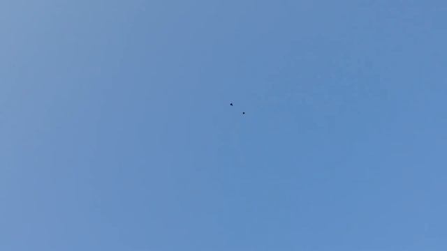 Николаевские голуби (Николаевская обл) В полёте смотреть онлайн