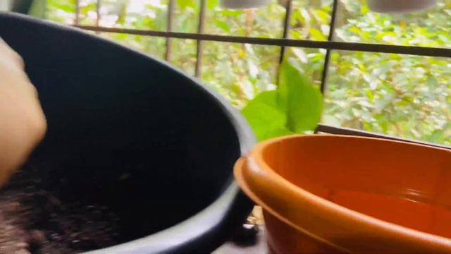 Monstera albo…unboxing 📦 variegated monstera albo 💚📦 смотреть онлайн