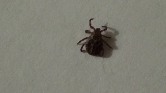 Стройка Вдохновение