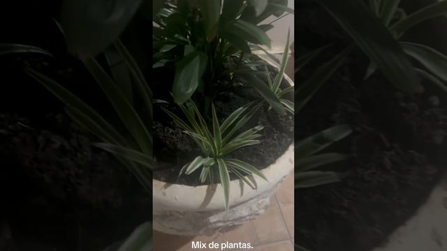 #plantlover #plante #gardenflower #dicas #plantas #rafia #clorofito #croton #jardimemcasa смотреть онлайн