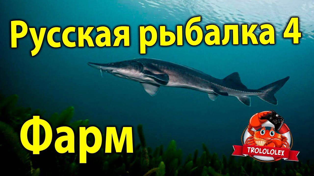 Русская рыбалка 4 Фарм Ахтуба Осётр Русский смотреть онлайн