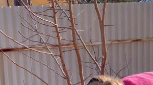 Как обрезать деревья. Весенняя и осенняя подрезка. Чем обработать срезы