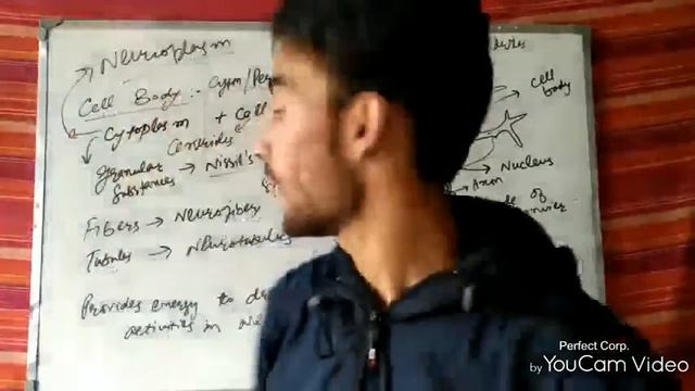 Nervous Tissue || Structure Of Neurons [Nervous System] || Nervous Tissue Anatomy And Physiology.