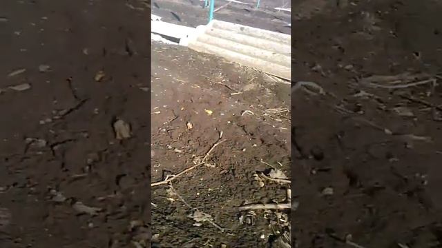 Рокамболь 2019 первые всходы февраль №1 смотреть онлайн