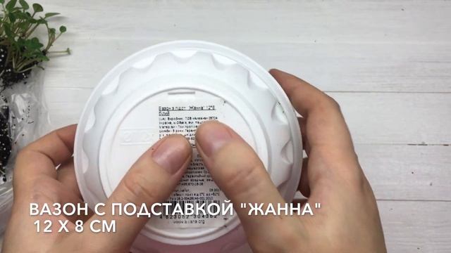 Фиалки. Рассаживаю детки МИНИ ТРЕЙЛЕРа в одну плошку | Fialki_Hodss