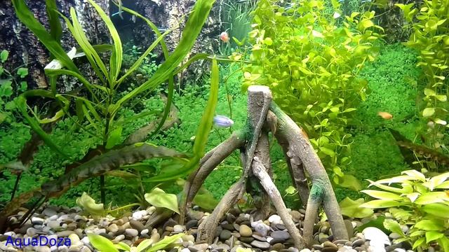 Сколько рыбок можно запустить в аквариум? смотреть онлайн