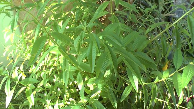 Lemon verbena - growing, care and harvest смотреть онлайн