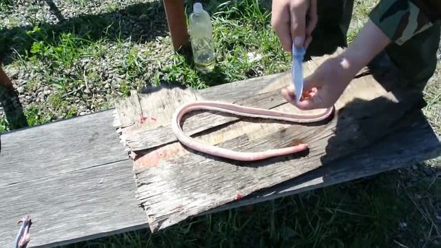 шашлык из змеи смотреть онлайн