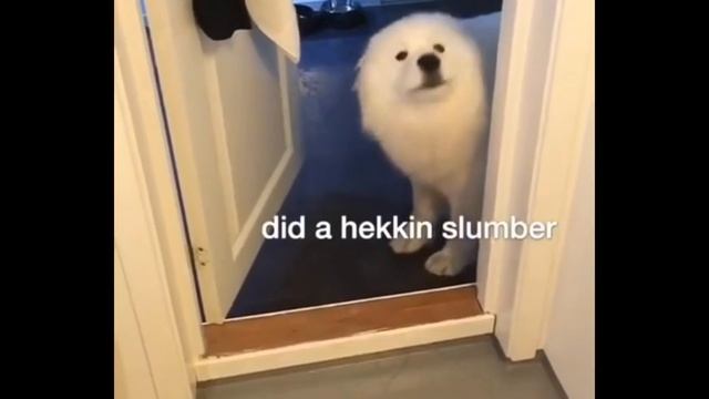 doggo greats human good morning after a heckin good slumber смотреть онлайн