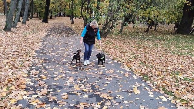 Танцы с собаками. Барби и Фадей. Синхрон смотреть онлайн