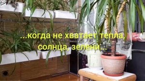 ? СОВЕТ на 1.000.000?                       ??Как создать ОРАНЖЕРЕЮ своими руками ?  в квартире ?