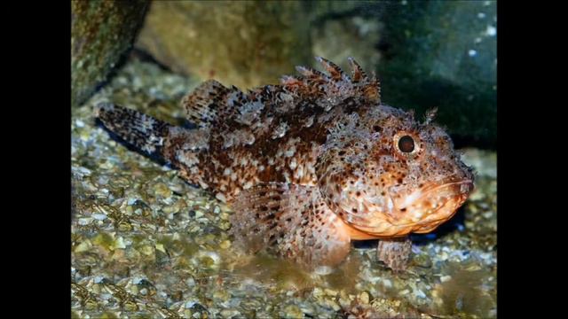 Тайны Черного моря смотреть онлайн