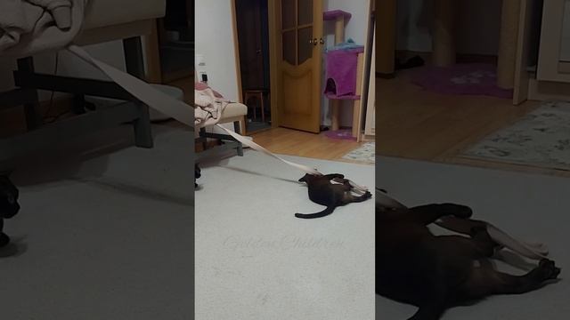 Бурма Таша играет с поясом от кофты смотреть онлайн