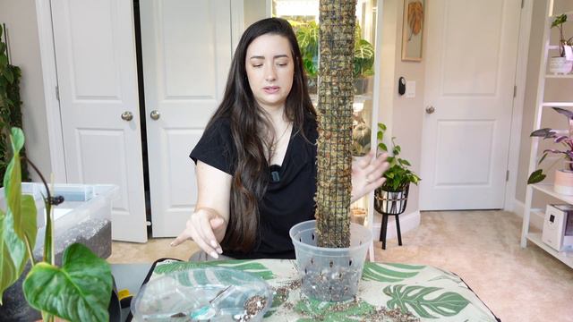 Repotting and adding a Moss Pole to my New Philodendron Majestic plant! смотреть онлайн