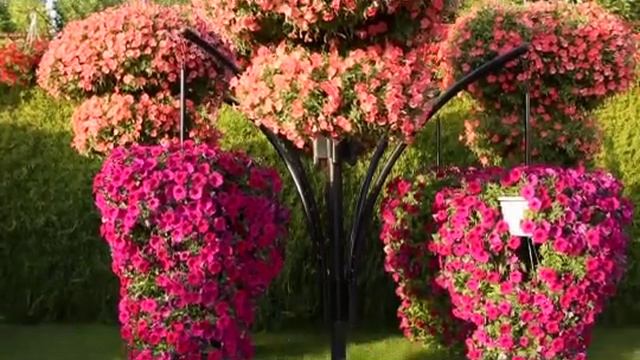hanging flowers in artistic design flores colgantes diseño artísticoالزهور المعلقة في التصميم الفني смотреть онлайн