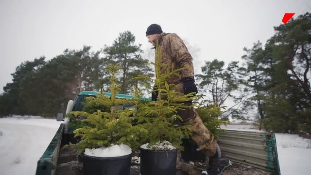 Посадил тысячу елок и сдает их в аренду на Новый Год: маленькое дело смотреть онлайн