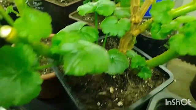 Как выглядит пеларгония после обрезки. Как разрастается пеларгония. ??? Садоводство смотреть онлайн