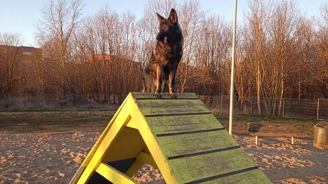 Волкособ Джери. Дочь Ежевики в Эстонии, на видео 7 мес, вес 38кг!Как она вам?Интересно ваше мнение. смотреть онлайн