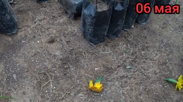 Бархатцы станут ШИКАРНЫМИ после этого?? Омолаживаем Бархатцы. Даём новую жизнь и красоту. смотреть онлайн