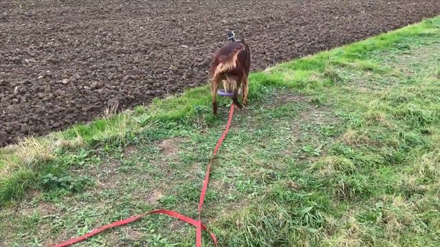 День 25. Апорт на улице смотреть онлайн