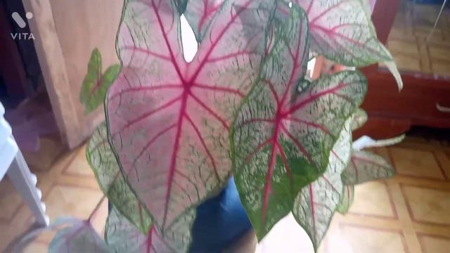 CALADIUM FIESTA