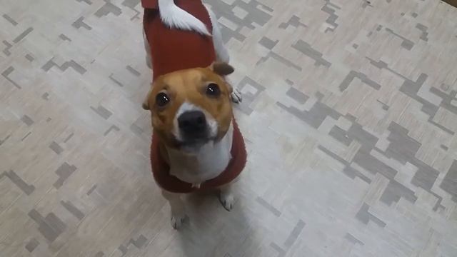 Атос блогер собака!!!говорящая собака!!!приколы с животными, ржач 有趣的动物 funny animals смотреть онлайн