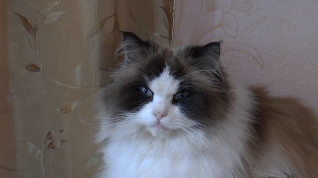 Кот породы Рэгдолл. смотреть онлайн