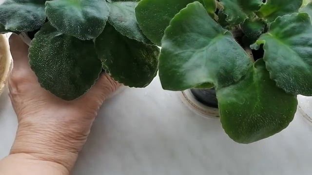 Мои Комнатные Цветы. смотреть онлайн