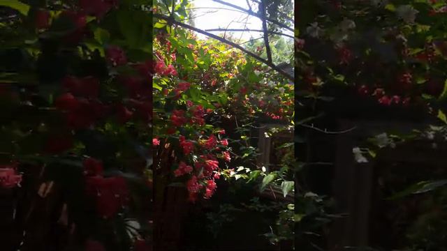 Beautiful smelling white Jasmine flower ( anyone help with name of the red flower bush?) смотреть онлайн