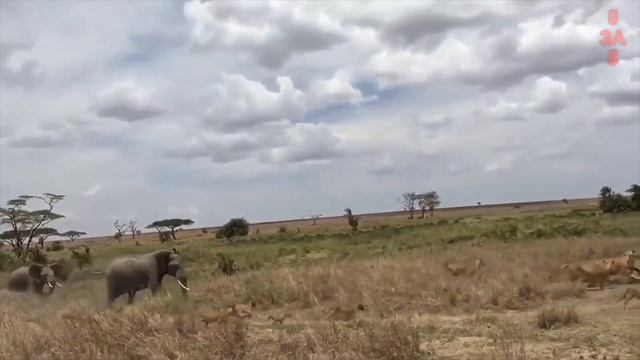 Слон атакует. Самые эпичные битвы диких животных "за 5 минут" смотреть онлайн