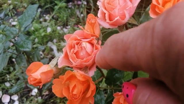 РОЗА ОРАНЖ БЭБИ (Orange Beby). 26 июня 2023 года. УКРАИНА ??