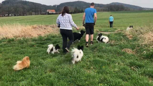 Papillons, Border Collie, Pomeranian Walking Part 1 From 2