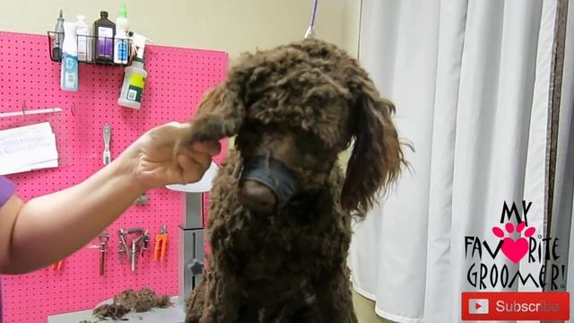 Grooming A Matted Lagotto Romagnolo