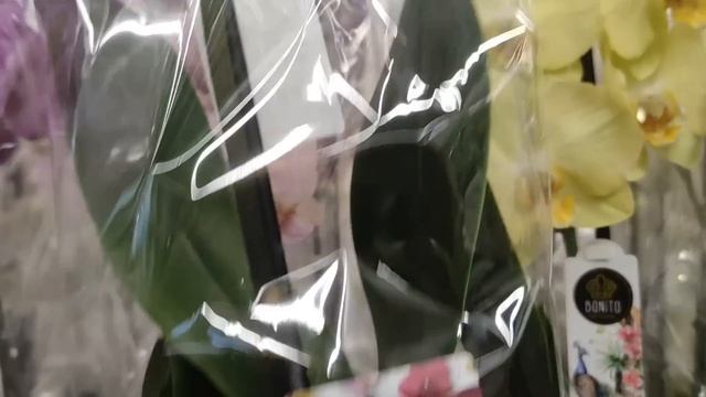 №580/ НЕВЕРОЯТНАЯ поставка МОСКОВСКИХ орхидей в ЛЕРУА МЕРЛЕН на Новороссийской смотреть онлайн