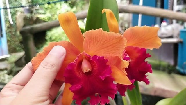 Cattleya Linda Fisk Casey смотреть онлайн