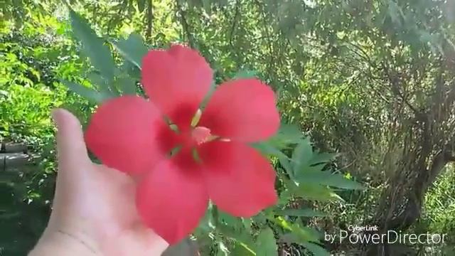 Сирийский гибискус. Осень. смотреть онлайн