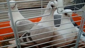 Мичуринские чайки. | Породы короткоклювых голубей