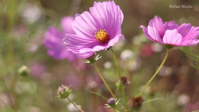 ?? Музыка Для Малышей в Утробе ♫ Музыка Для Беременных ♫???? смотреть онлайн