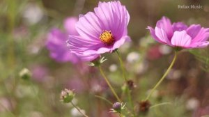 ?? Музыка Для Малышей в Утробе ♫ Музыка Для Беременных ♫????