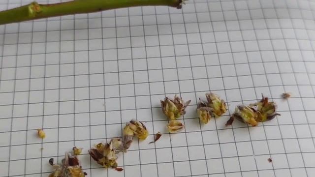 Сильные морозы -22. Выжил ли персиковый сад? смотреть онлайн