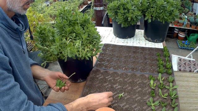 Crassula Money Maker ve Crassula Swaziens Siss Veriegata смотреть онлайн