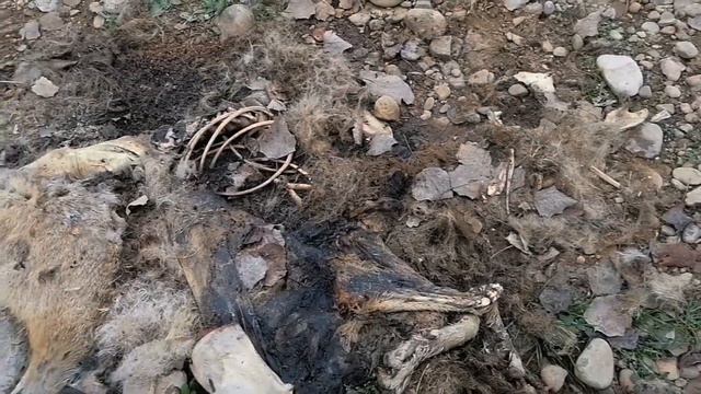 Чей же этот череп? Поиск черепов для коллекции