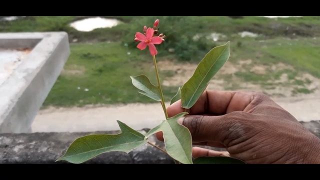 Jatropha Plant | How To Grow Jatropha Plant | How To Care For Jatropha Plant ( Hindi) смотреть онлайн