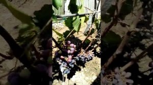 Виноград  Ласточка