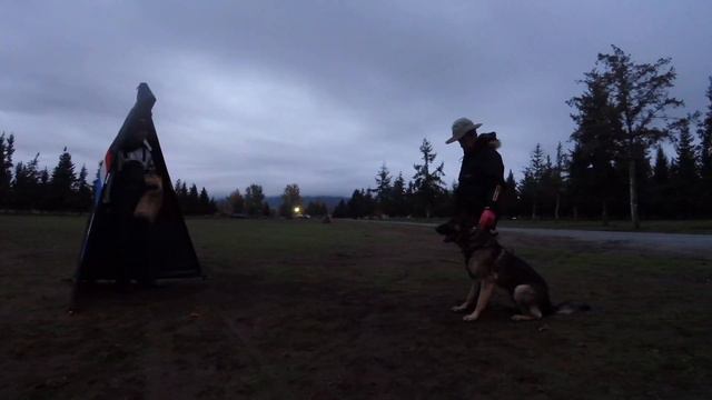 Oscar Mora working with Grip on secondary obedience ~ Video presented by Prodogz.com Dog Equipment смотреть онлайн